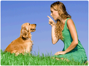 ducation du chien en douceur